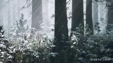 <strong>冬天</strong>的松树林中日落或日出,被雪覆盖